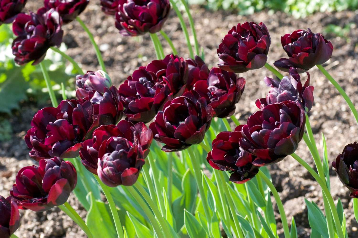 Tulppaani 'Black Hero'